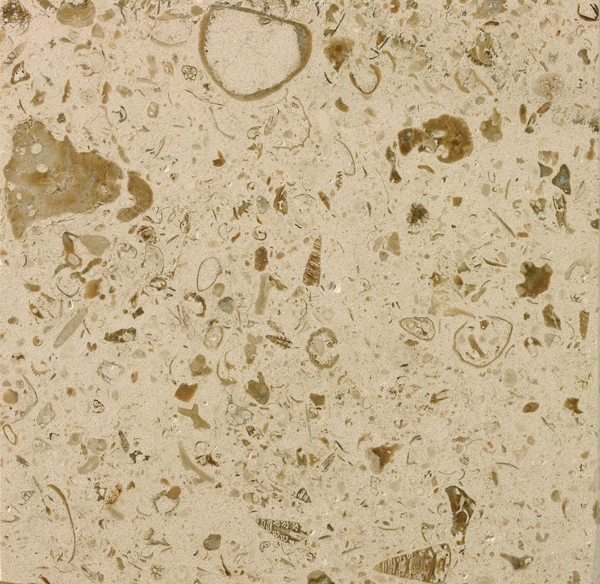 Moca Fossilina Polished