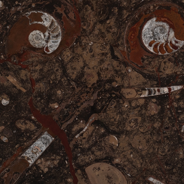 Fossil Brown