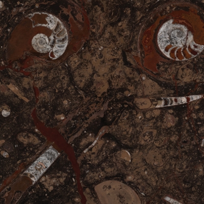 Castanho Fossil