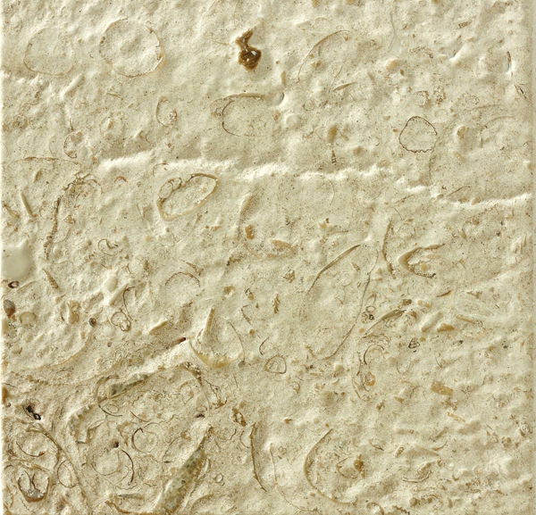 Moca Fossilina Sawn Againts the Veinage 5